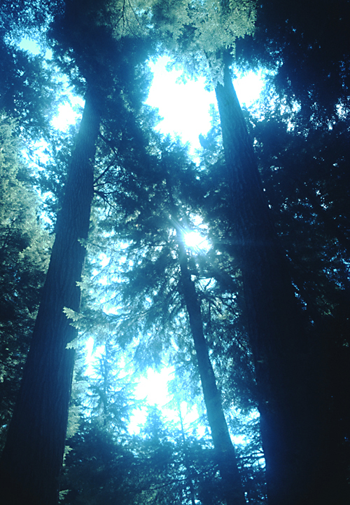 sun trhough tree tops