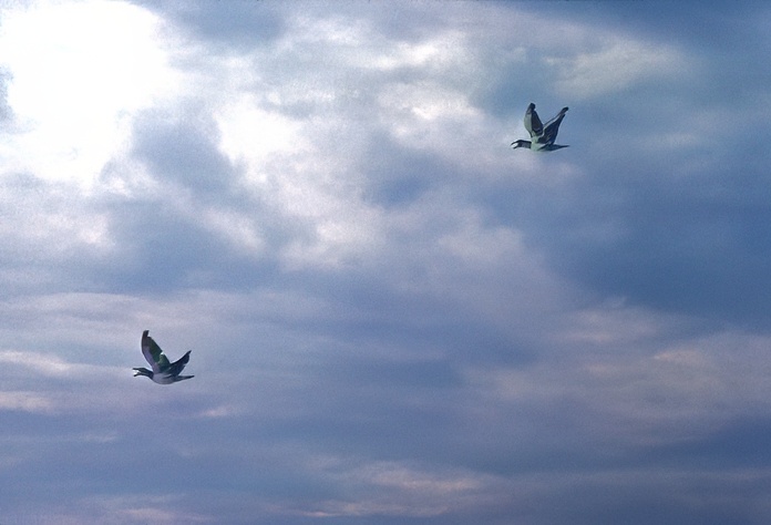 Terns flying with their mouths open
