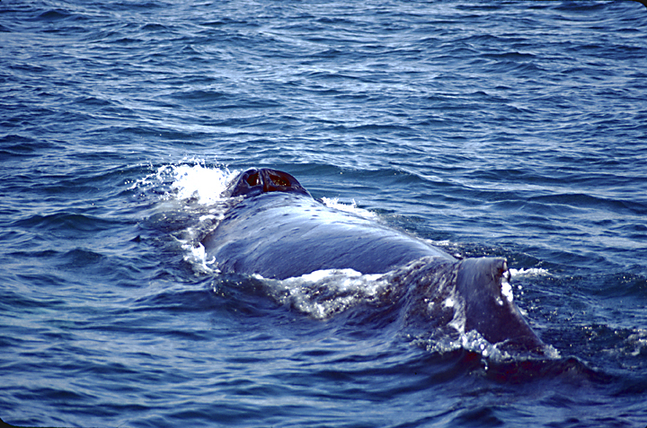 humpback whales in alaska