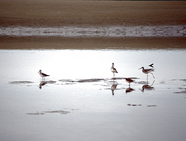 greater yellow legs standing in water alaska bird