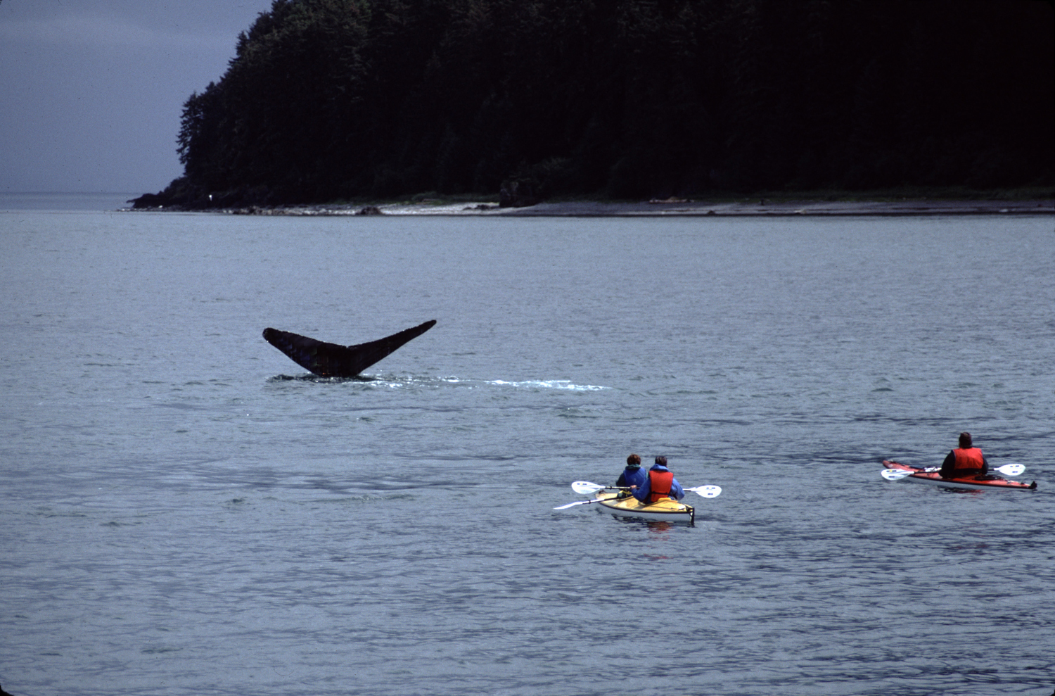 humpback whale tail high with two kayaks nearby in alaska