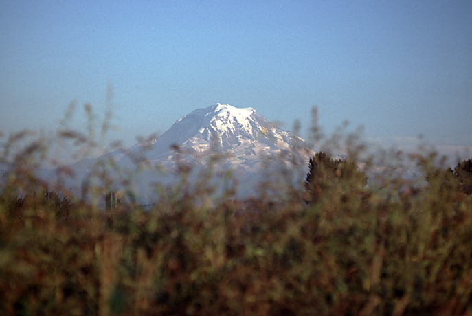 mt rainier through grass