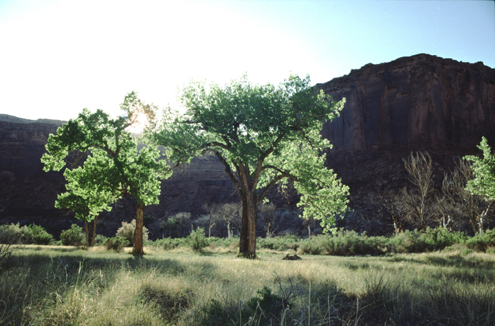 trees glowing with sun behind them