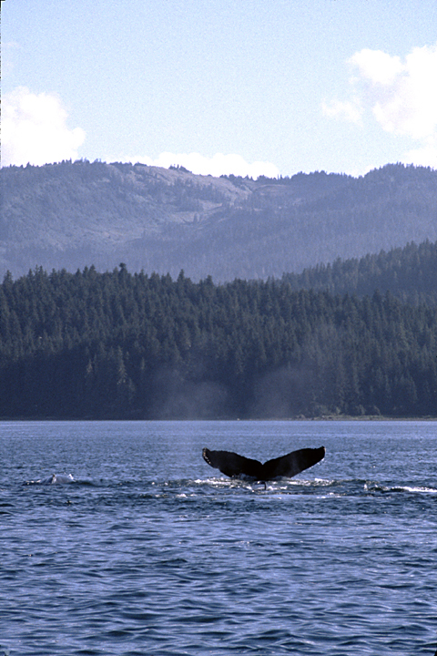 humpback whale fluke with hills in background