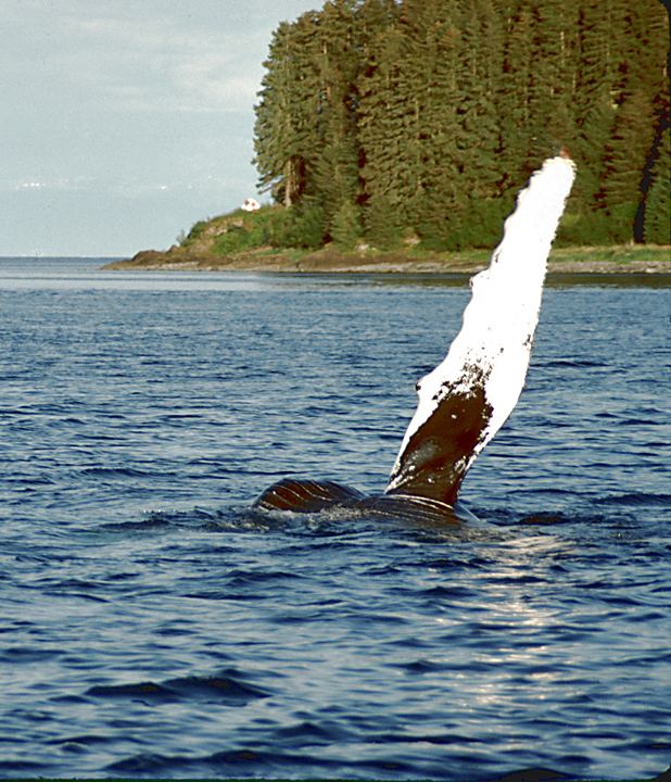 humpback whales in alaska