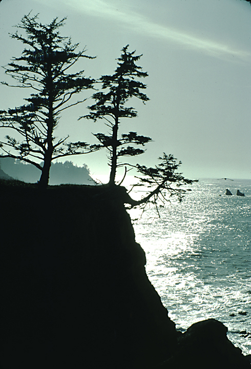 shaded trees hanging into grey ocean