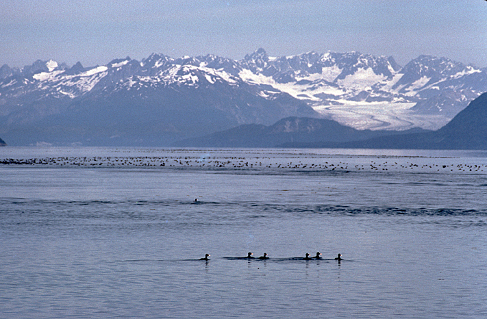alaska birds surf scoters with mountains in back 