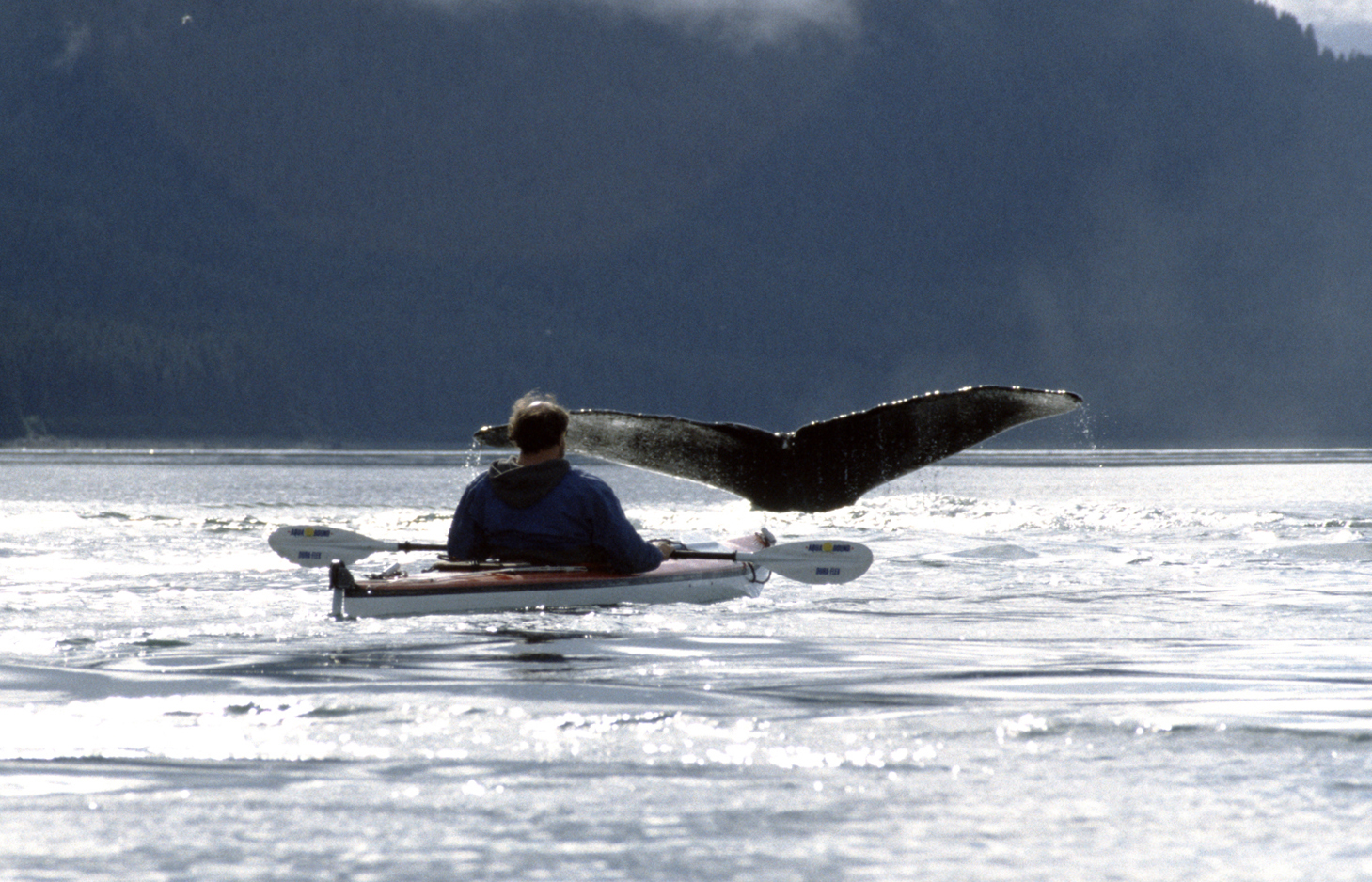 humpback whale tail and man in kayak