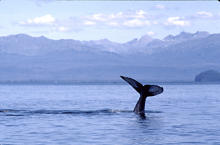 humpback whale looks like standing on hands