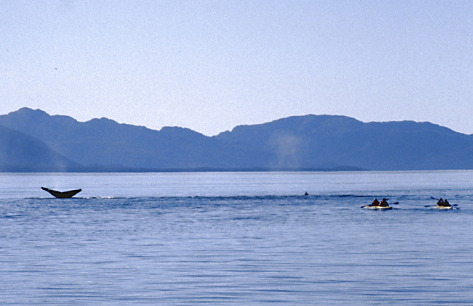 humpback whales