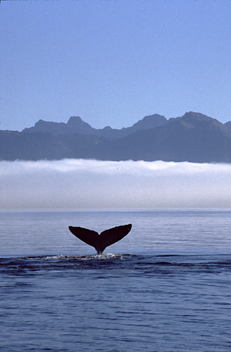 humpback whale tail and back arching