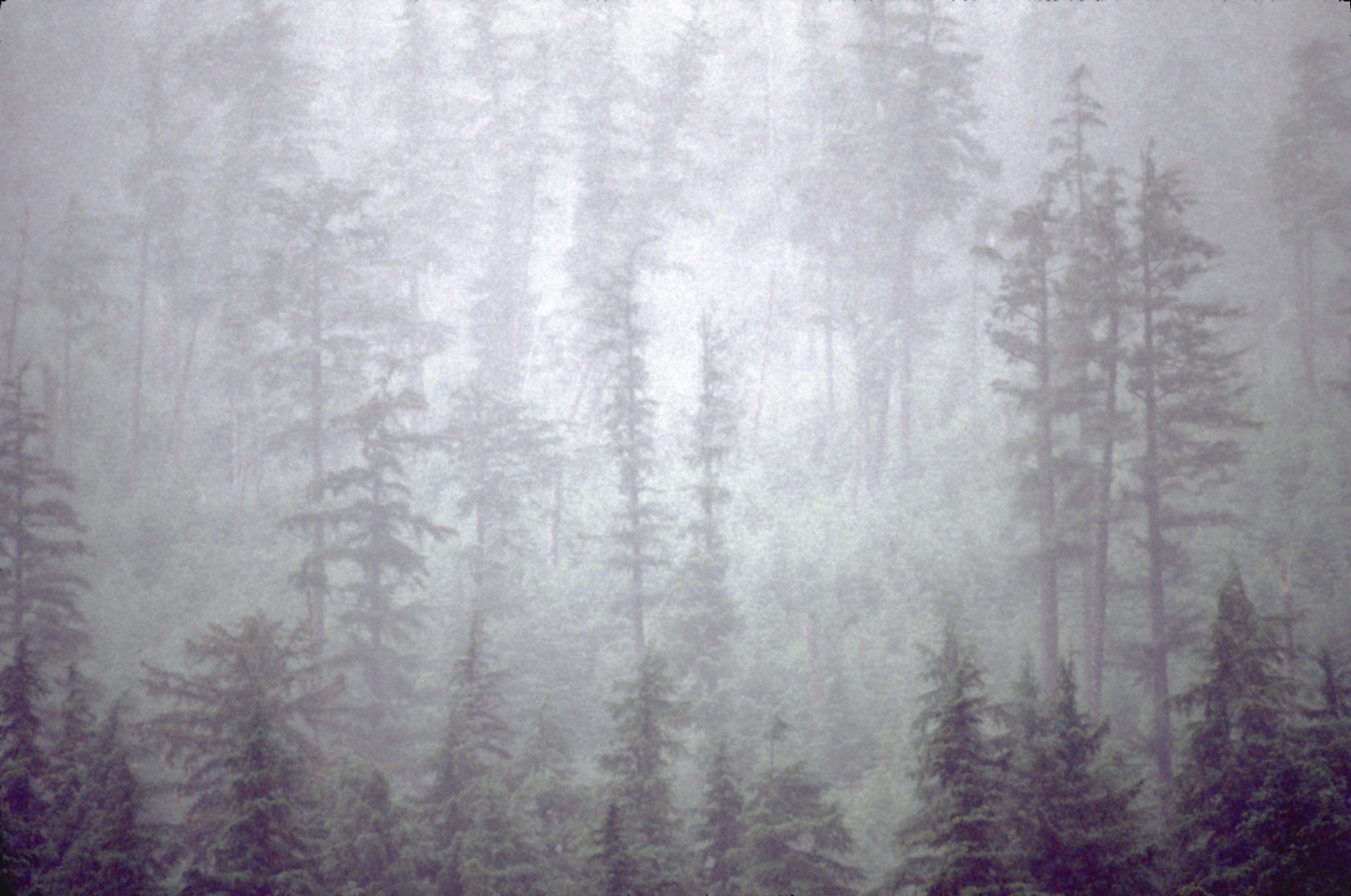 trees in the fog