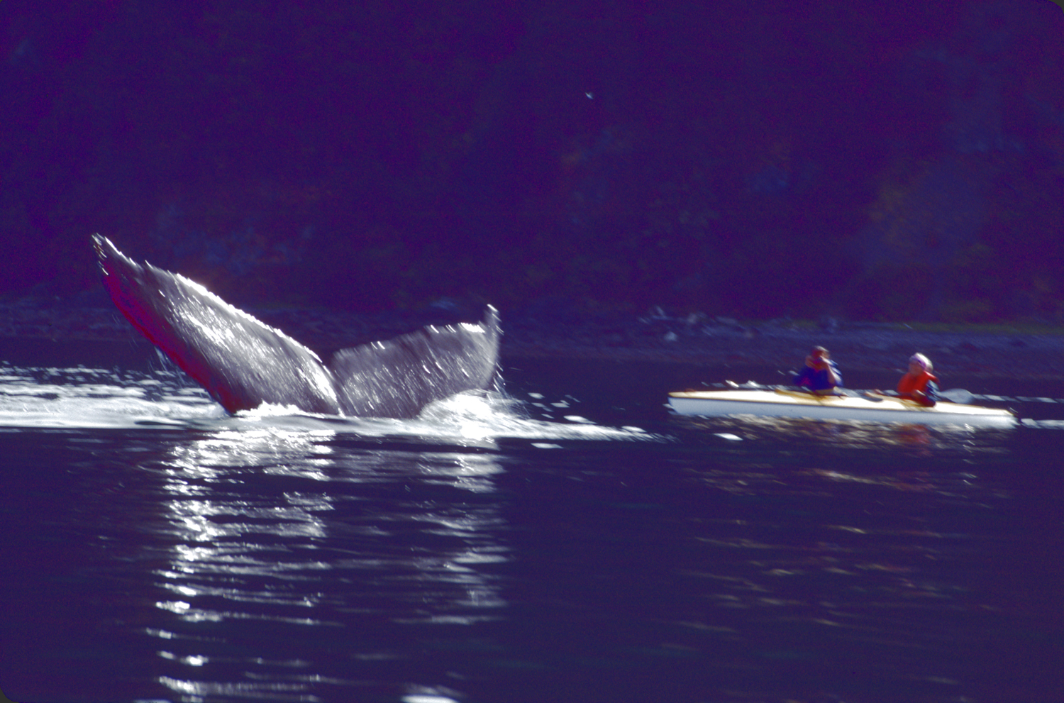 blurry photo of humpback whale very close to kayak in alaska