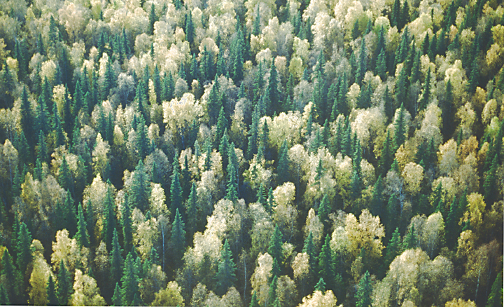 aerial of green and yellow pine trees