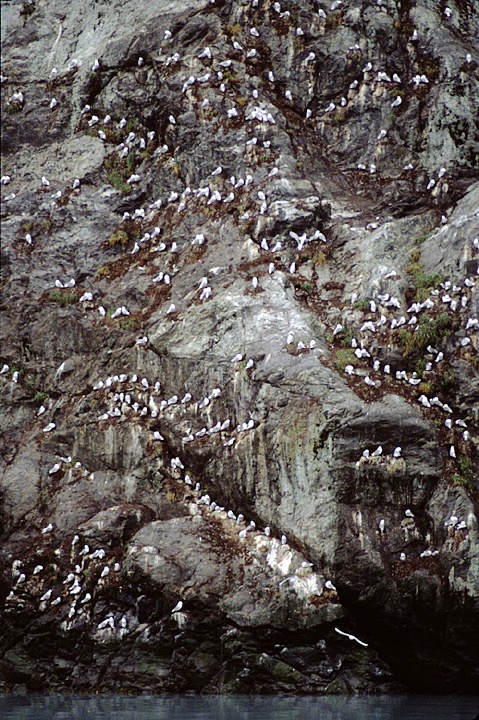 alaska kittiwakes rookery lots of birds