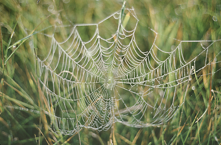 spiderweb hanging with dew