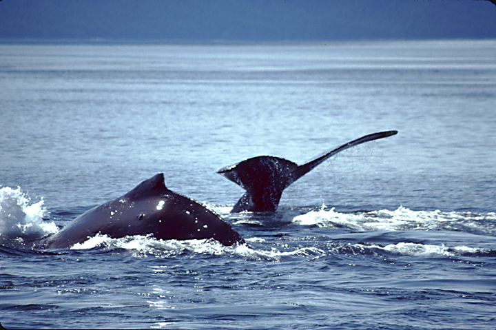 humpback whales