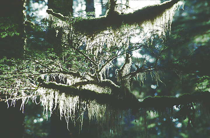 moss glowing from sunshine