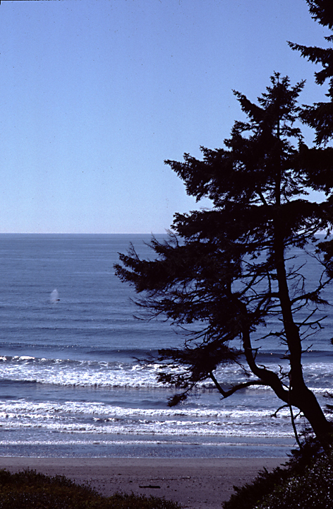 grey whale spouting off shore in washington