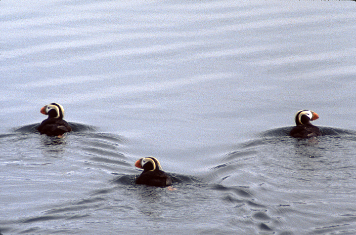3 alaska tufted puffin swimming 