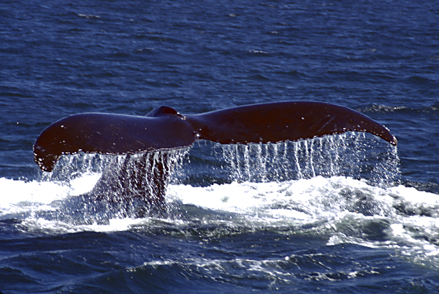 humpback whale tail dripping water from fluke