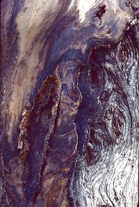close up of cool tree bark