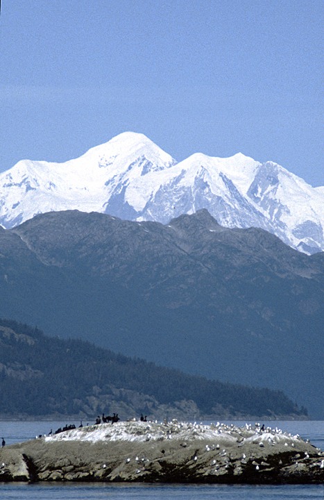 alaska birds on island with mountain in back