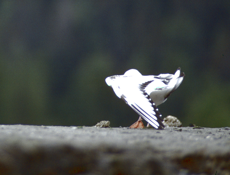 alaska bird with wing covering its face