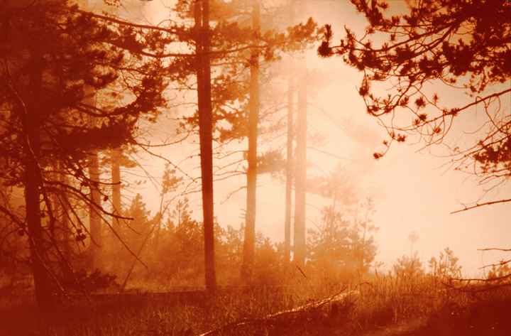 trees seen through smoke from fire in yellowstone