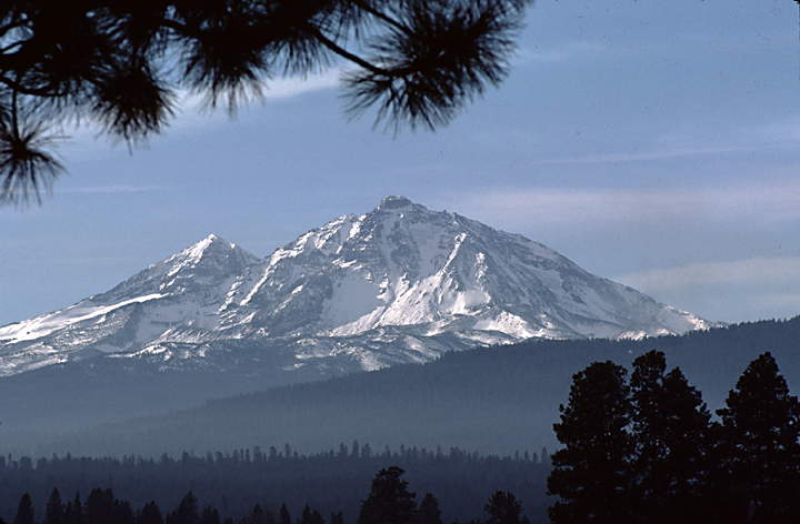 Mt Shasta with 2 peaks and snow with pine branch close at top and pine trees in lower right