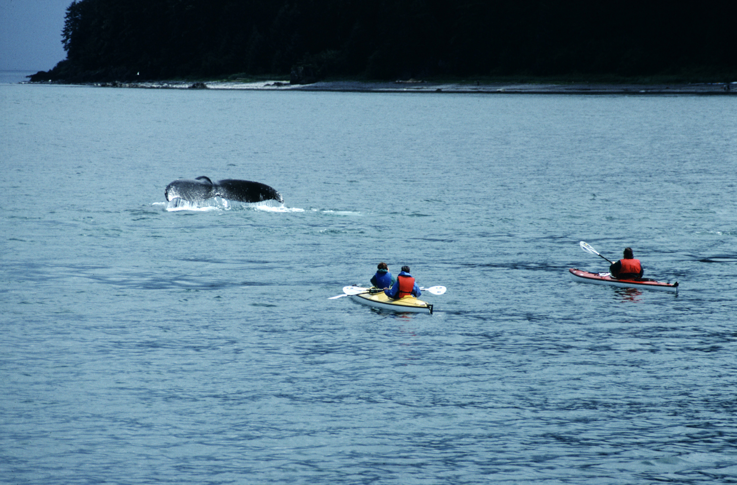 humpback whales and kayaks in alaska