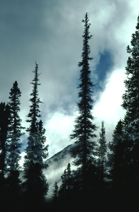 alaska pine trees in the clouds