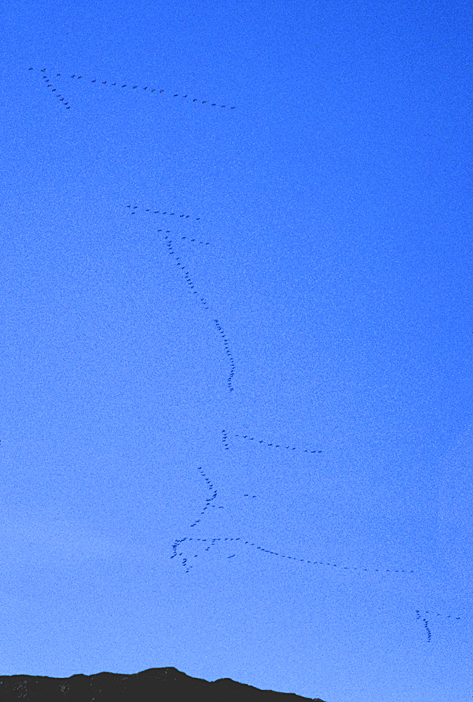 Sandhill cranes in formation in the blue sky of alaska, birds