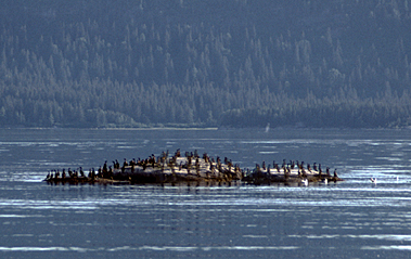  several cormorants on rock island in alaska