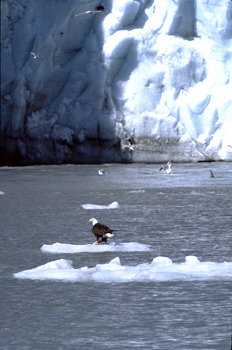 alaska eagle by glacier