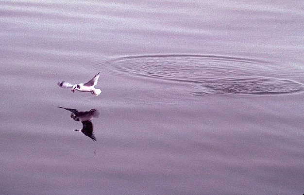 alaska bird kittiwake with something in mouth swimming low over the water