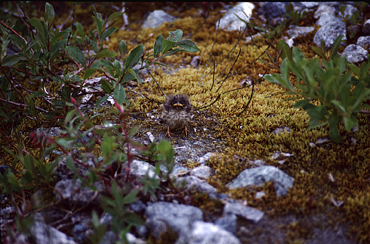 baby alaska bird blends in with background