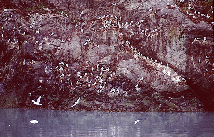 lots of alaska terns on rock wall rookery