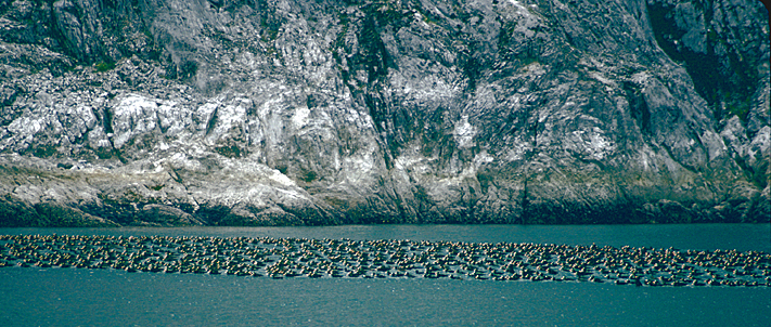 huge flock of surf scoters in the water near a rock wall