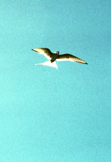 arctic tern glowing backlight from sun