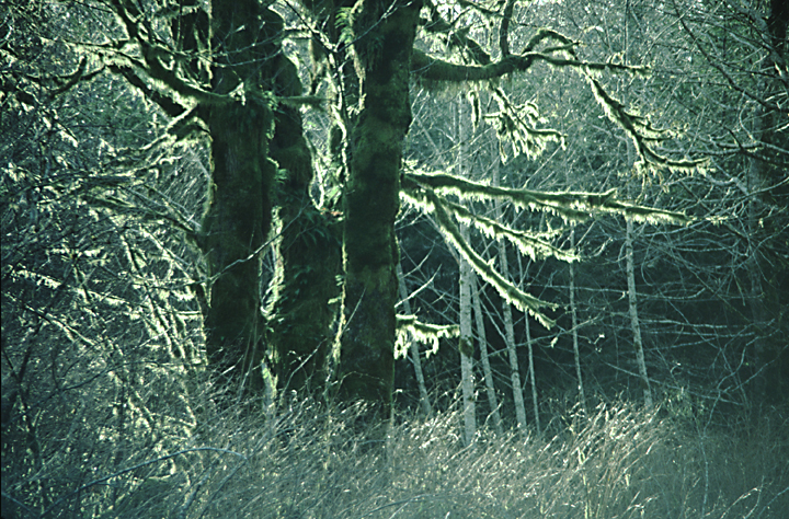 moss glowing in sunshine