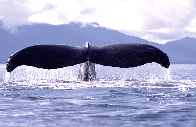 humpback whale tail