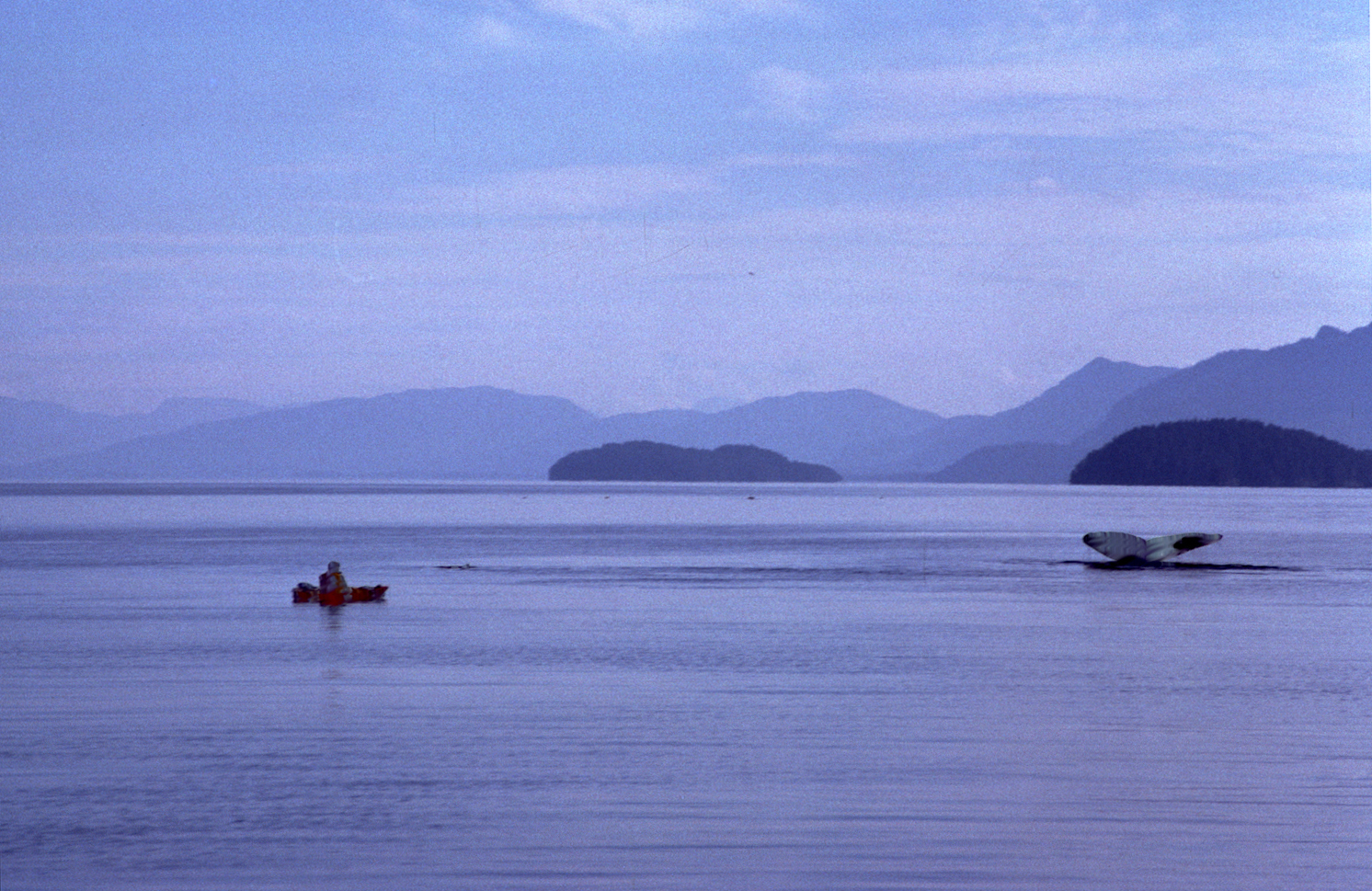 humpback whales and kayaks in alaska