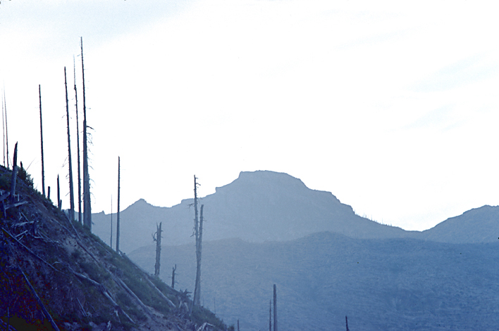 Mt St Helens dead trees with hills