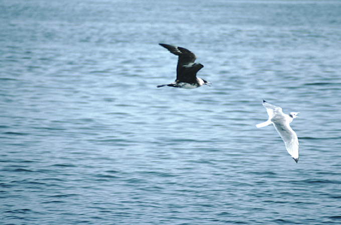 alaska birds parasitic jager chasing gull
