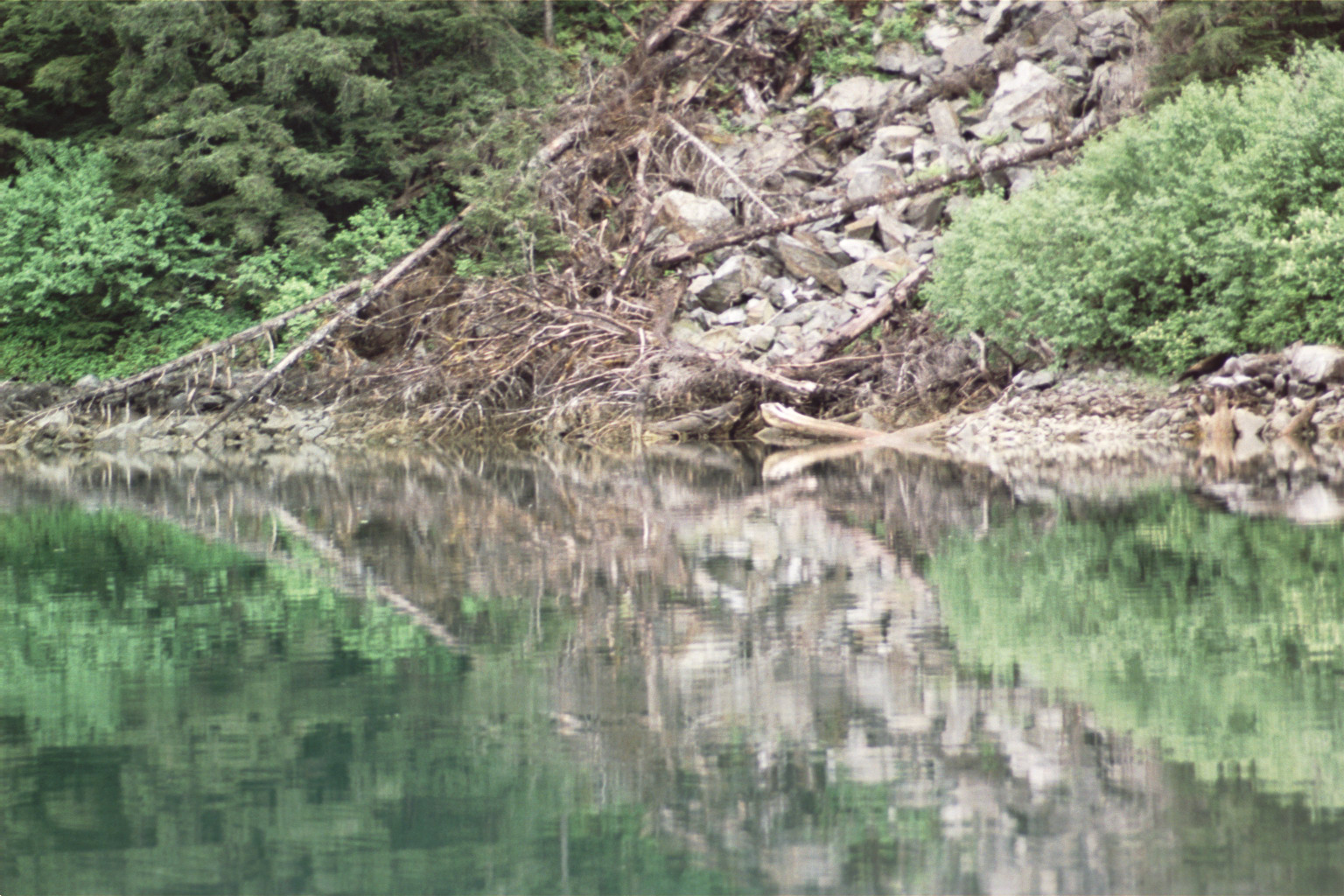 reflection of landslide and green bushes in alaska bay