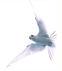 alaska arctic tern flying close and glowing with backlight