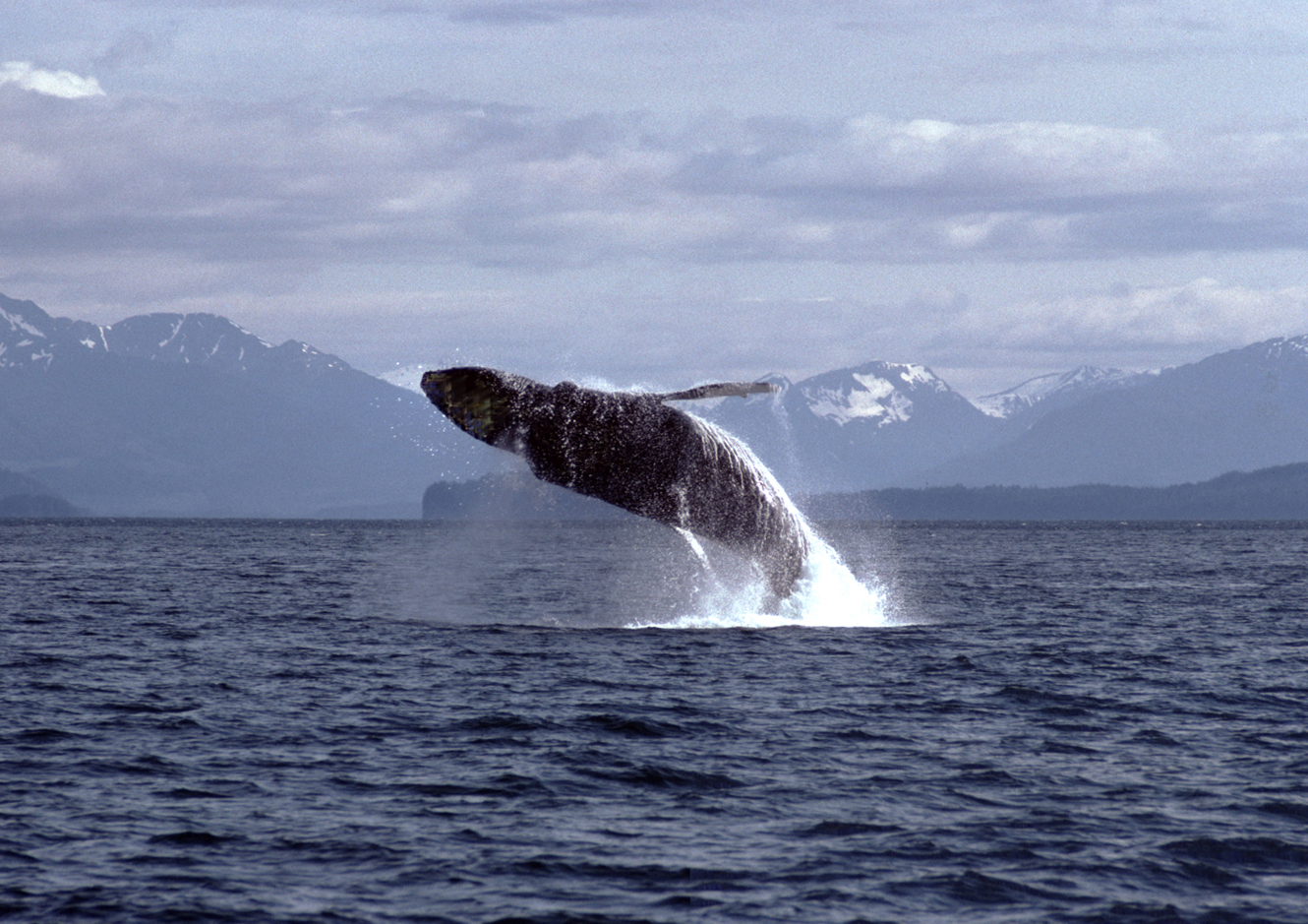 humpback whales breaching
