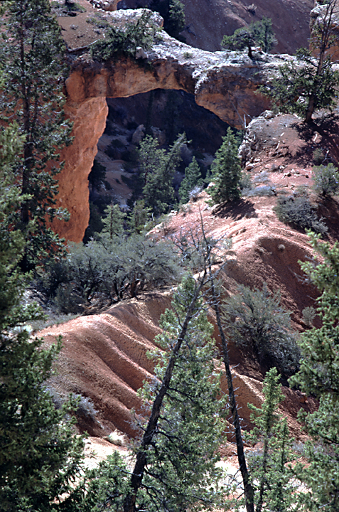 Bryce canyon orange rocks and green pine tree