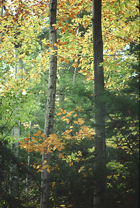 trees in fall colors